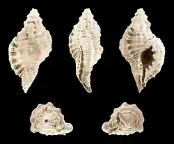 Fossil shell of Cymatium doderleini from Pliocene of Italy