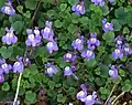 Cymbalaria sp.