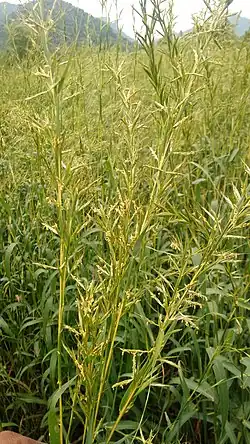 Palmarosa Plant photo, Cymbopogon martinii plant image