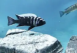 An image of Cynotilapia zebroides