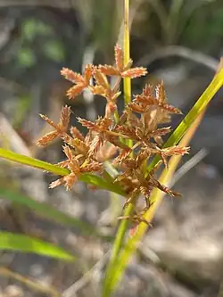 Cyperus dentatus, the toothed flatsedge, with spikelets in Grand Isle County, Vermont, USA on October 2, 2025