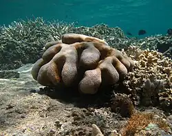 "Cyphastrea serailia" off Réunion