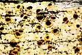 Cyphelium tigillare