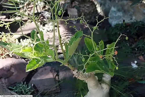 Cyphostemma bainesii (Baines' grape)