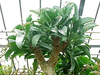 Cyphostemma currorii (Butter-tree)