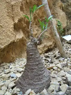 Cyphostemma elephantopus (Elephant tree)