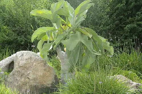 Cyphostemma juttae (Jutta's botterboom)