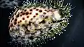 Closeup look of Cypraea tigris and its mantle with projections.