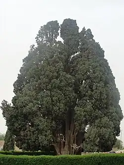 Image 24000 years old Cypress of Abarqu is the oldest tree in Iran and the second oldest tree in the world. (from List of trees of Iran)