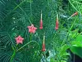 Flowers and foliage