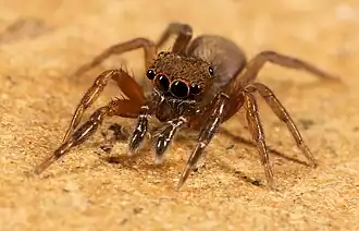 juvenile male