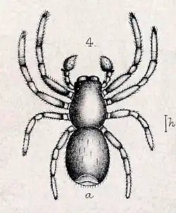 S. drassiformis (1883 drawing)
