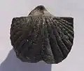 Cyrtina multiplicata (Givetian, Spain), articulated shell in dorsal view