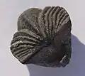 An oblique view, showing the dorsal valve and the interarea with the delthyrium