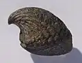 A lateral view, dorsal valve on the bottom, ventral valce on the top