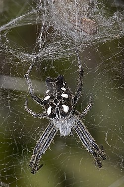 C. citricola