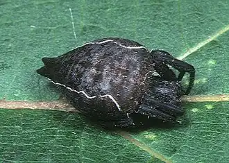 C. exanthematica