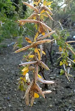 Seed pods