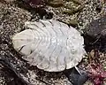 Molt of an unidentified (dried) marine serolid isopod seen on the shore in Punta Arenas, Chile. About 3–4&nbsp;cm in length.