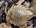 An unidentified (dried) marine serolid isopod seen on the shore in Punta Arenas, Chile. About 3–4&nbsp;cm in length.