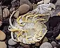 Underside of an unidentified (dried) marine serolid isopod seen on the shore in Punta Arenas, Chile. About 3–4&nbsp;cm in length.