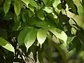 sapling