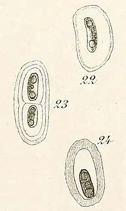 A diagram of Dactylothece braunii