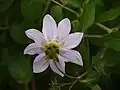 Back of flower