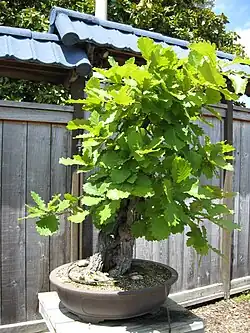 Emperor oak as bonsai