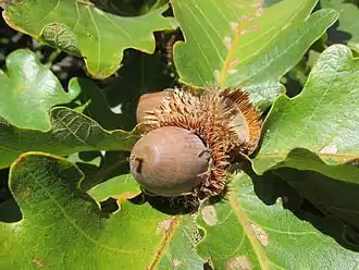 Acorn