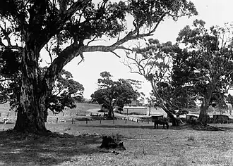 Dairy and Pig Farm near Wattle Flat, c. 1930