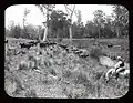 Cattle grazing on the banks of the Gloucester River, 1908. Photo courtesy of the NSW State Records Authority.