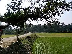 A narrow paved road winding through paddy fields in Dakkhin Sripur, Fulgazi upazila