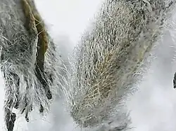Fruits of purple prairie clover with hairy bracts (microscope image)