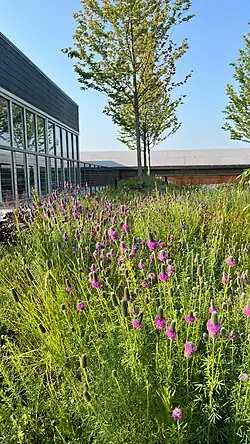 Purple prairie clover plants blooming on a green roof at 4131 S State St, Chicago, IL, USA