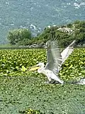 Dalmatian Pelican at Lake Skadar
