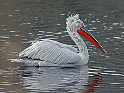 Dalmatian pelican