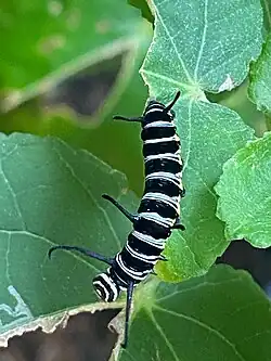 Dark caterpillar