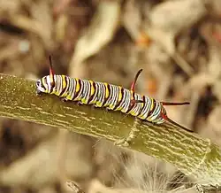 Caterpillar with red stripes
