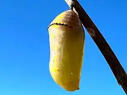 Day-old chrysalis