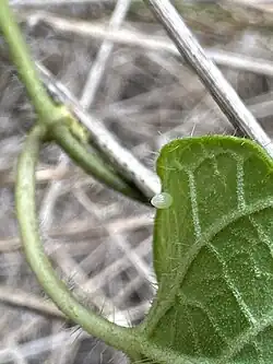 Egg