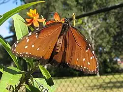 Adult feeding on milkweed