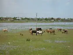 The Danube Delta in Caraorman