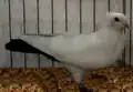 Tail mark