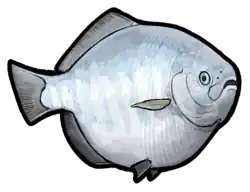 Dapedium pholidotum