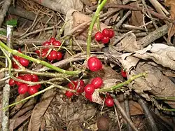 Daphne jezoensis – ripe fruit