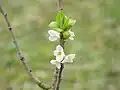 A white-flowered cultivar