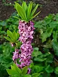 Flowering branch