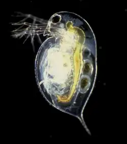Daphnia pulex, a water flea typically 0.2–3.0&nbsp;mm long