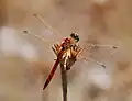 Mature male